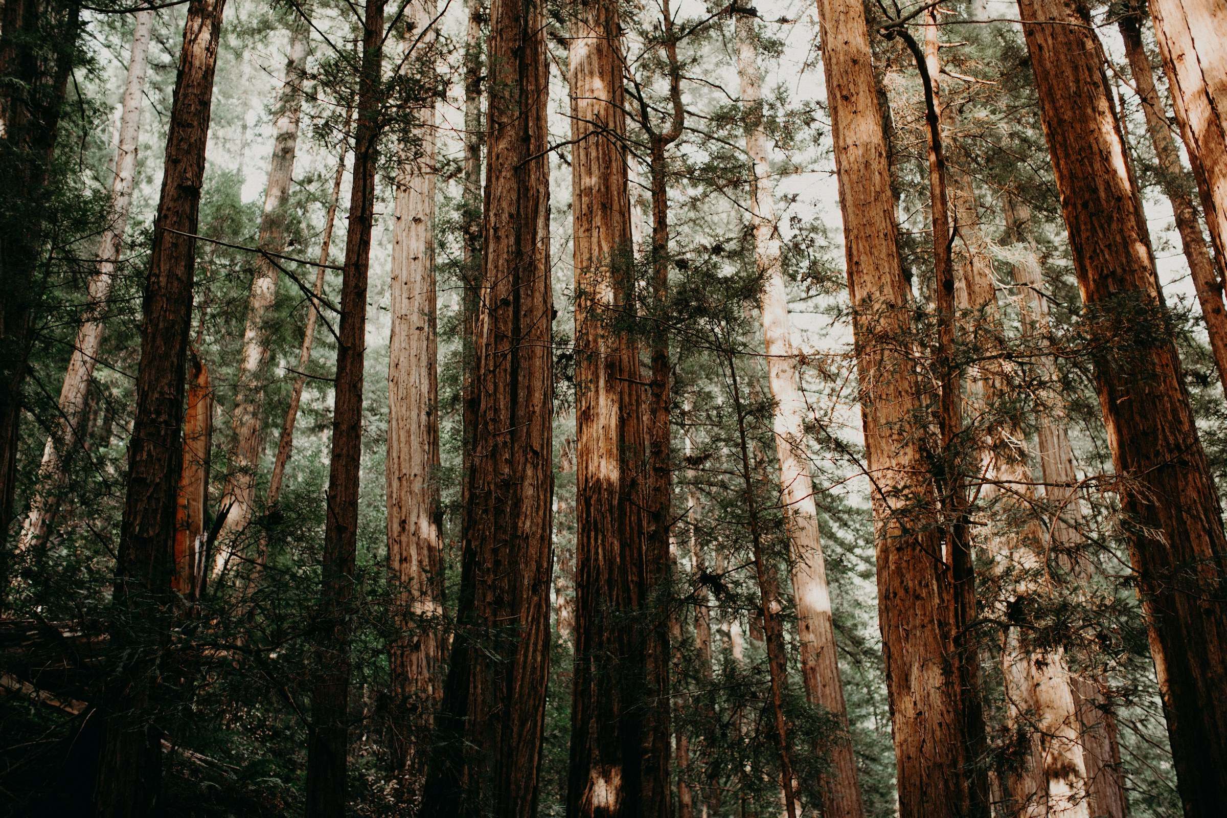 Tall redwood trunks in soft light in Muir Woods