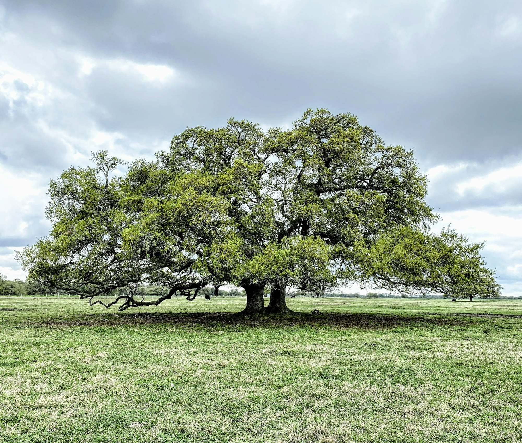 A broad, spreading oak tree standing alone on a green lawn