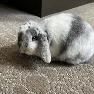 A gray and white lop-eared rabbit resting on a carpet