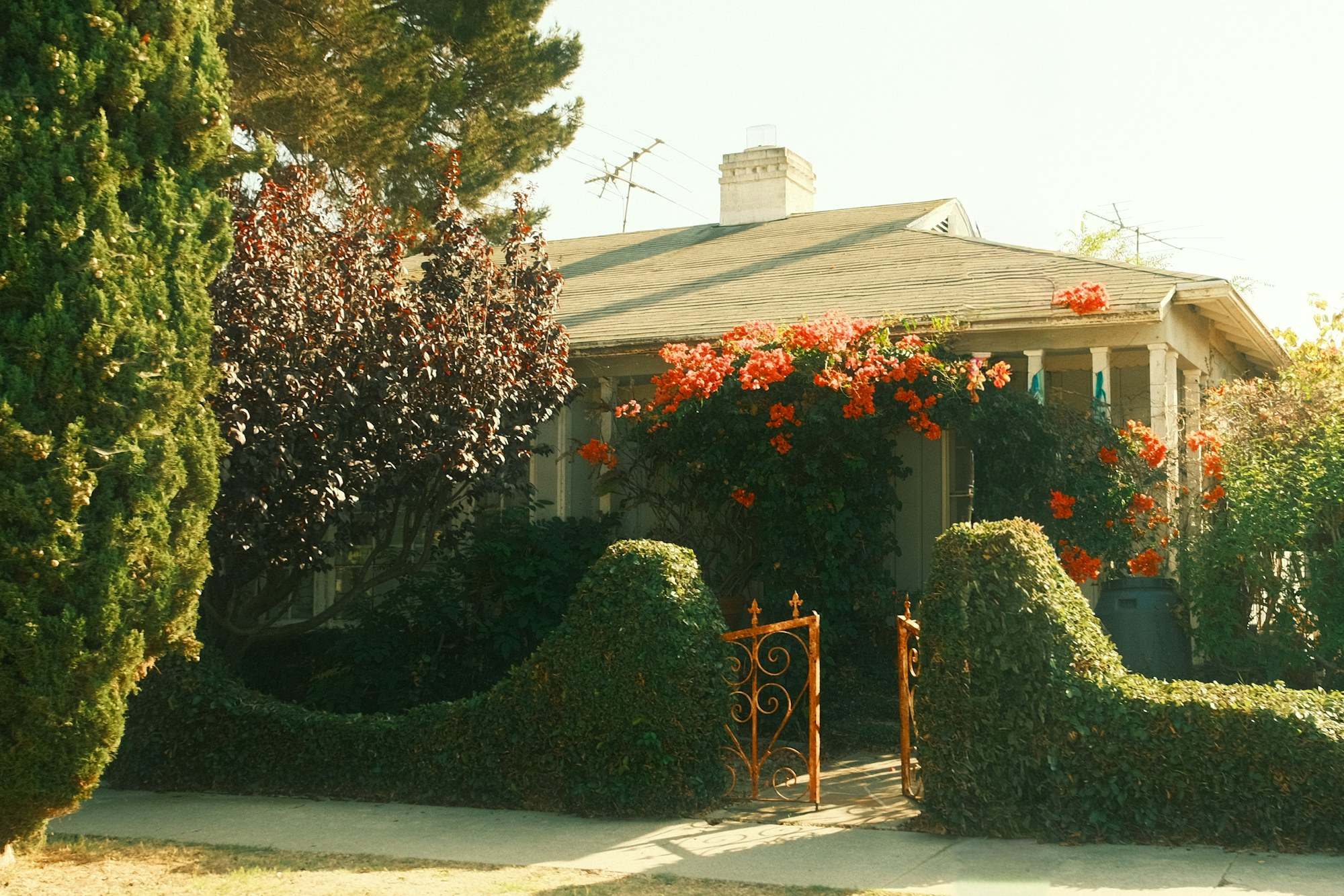 Single-story family home with a flowering front garden