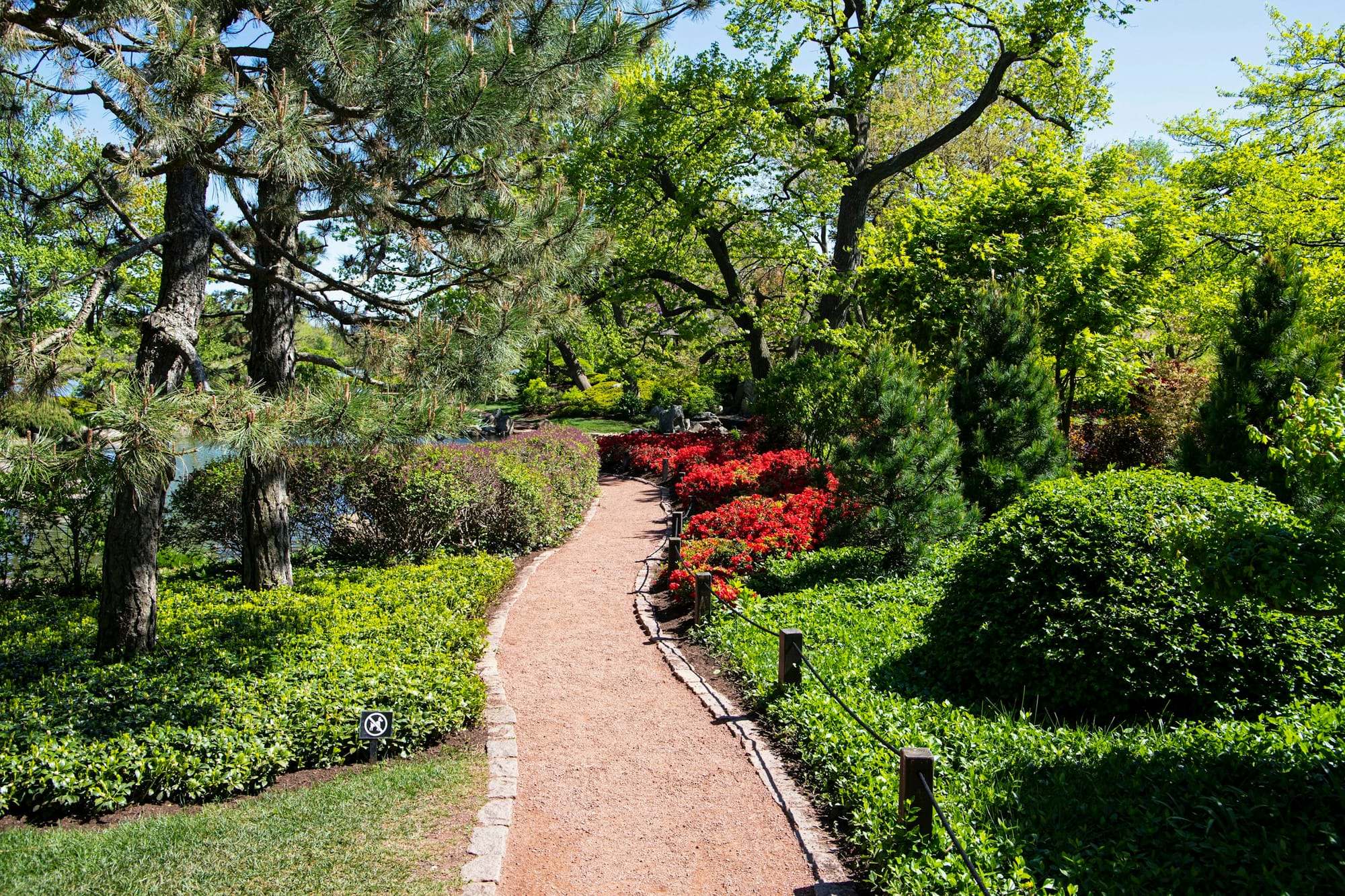 Garden path between trees and clipped hedges