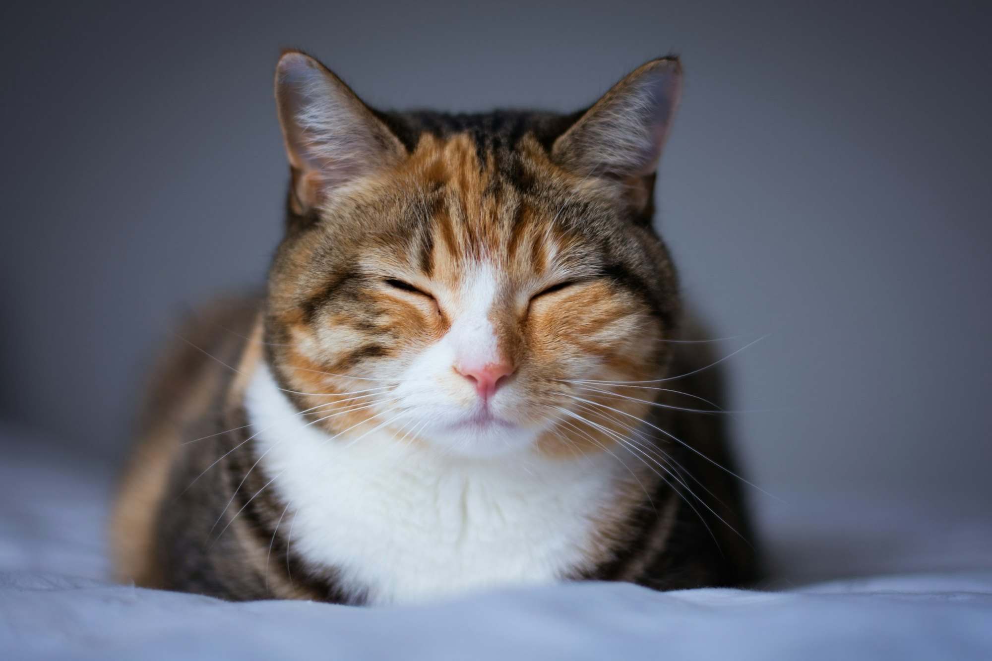 Calico cat resting contentedly with its eyes half closed
